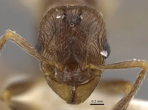 Formicoxenus nitidulus - CASENT0917701