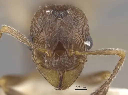 Formicoxenus nitidulus - CASENT0917701