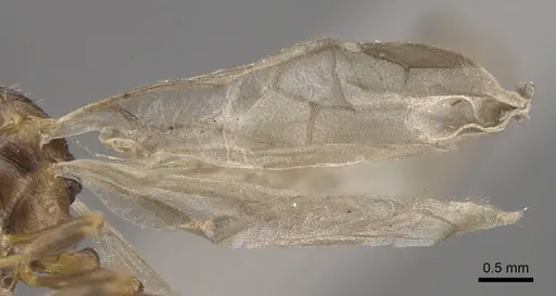 Formicoxenus nitidulus - CASENT0917701