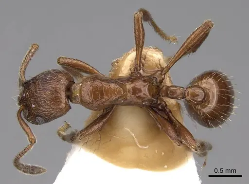 Formicoxenus nitidulus - CASENT0922782