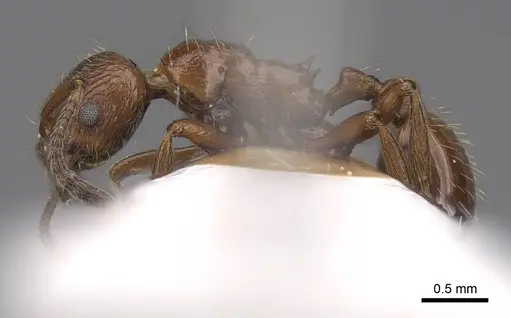 Formicoxenus nitidulus - CASENT0922782