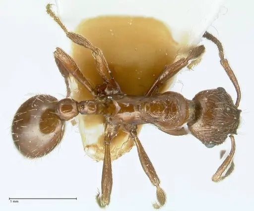 Formicoxenus nitidulus - FOCOL1829