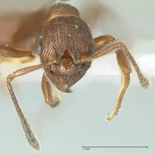 Formicoxenus nitidulus - FOCOL1829