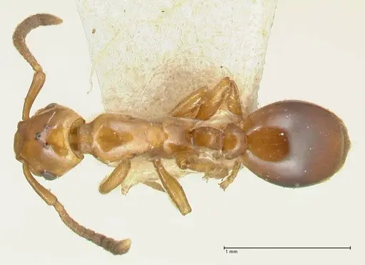 Formicoxenus nitidulus - FOCOL2046