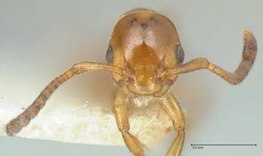 Formicoxenus nitidulus - FOCOL2046