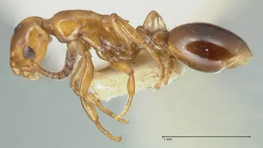 Formicoxenus nitidulus - FOCOL2046