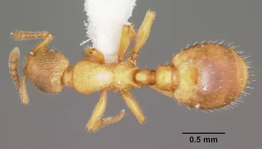 Formicoxenus provancheri specimen