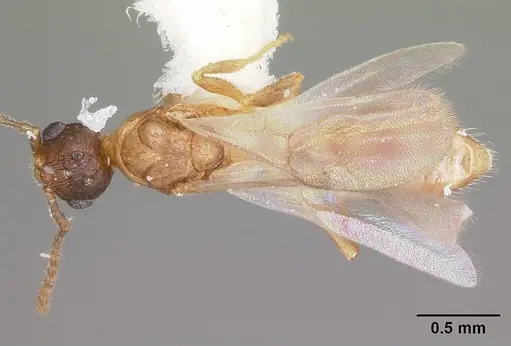 Formicoxenus provancheri - CASENT0104827