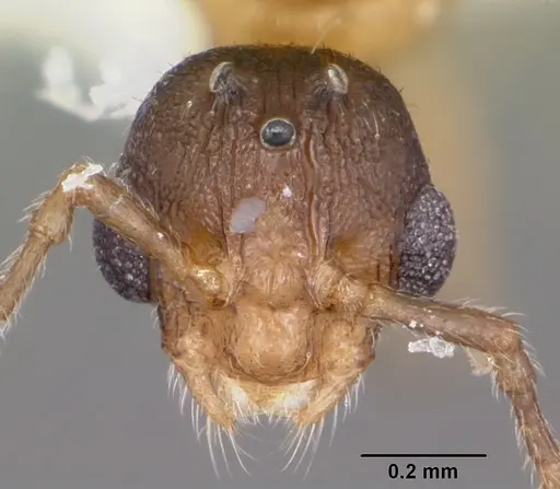 Formicoxenus provancheri - CASENT0104827