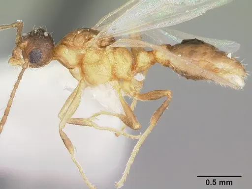 Formicoxenus provancheri - CASENT0104827