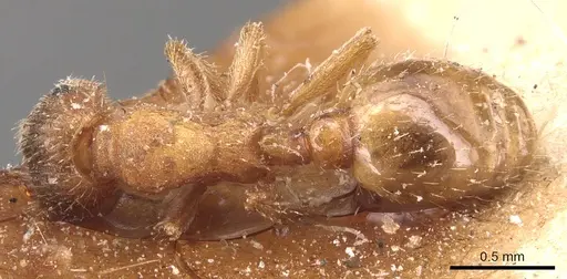 Formicoxenus provancheri - CASENT0904771