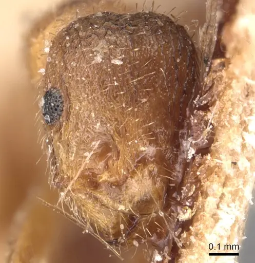 Formicoxenus provancheri - CASENT0904771