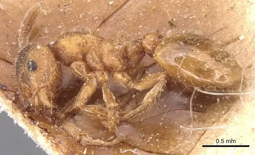 Formicoxenus provancheri - CASENT0904771