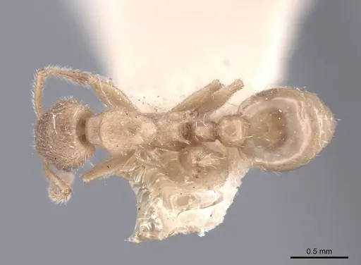 Formicoxenus provancheri - FMNHINS0000047957