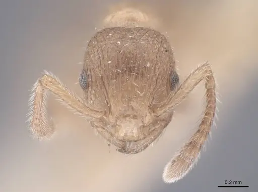 Formicoxenus provancheri - FMNHINS0000047957