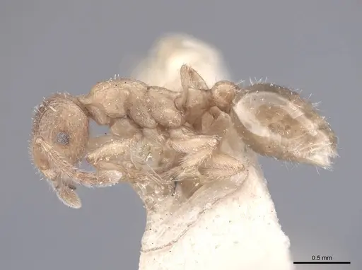 Formicoxenus provancheri - FMNHINS0000047957