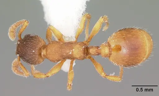 Formicoxenus quebecensis specimen