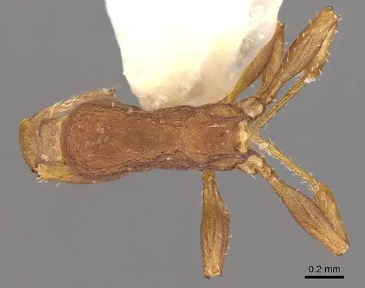 Formicoxenus sibiricus specimen
