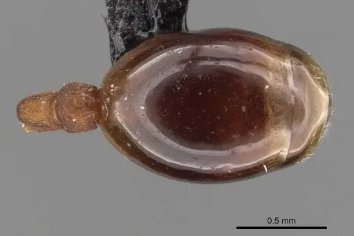 Formicoxenus sibiricus specimen