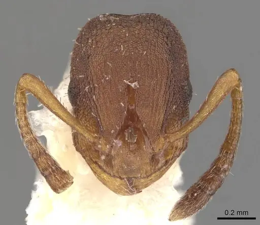 Formicoxenus sibiricus specimen