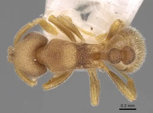 Formosimyrma lanyuensis specimen