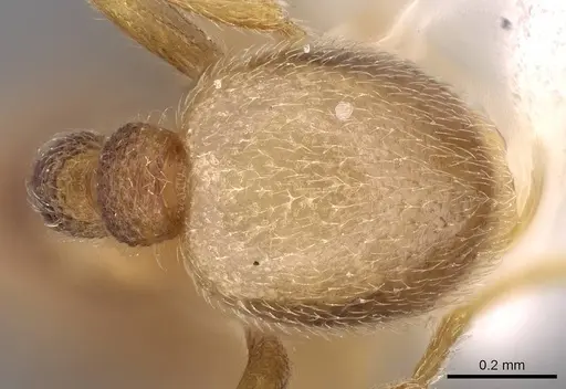 Formosimyrma lanyuensis specimen