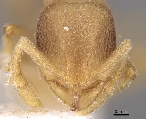 Formosimyrma lanyuensis specimen