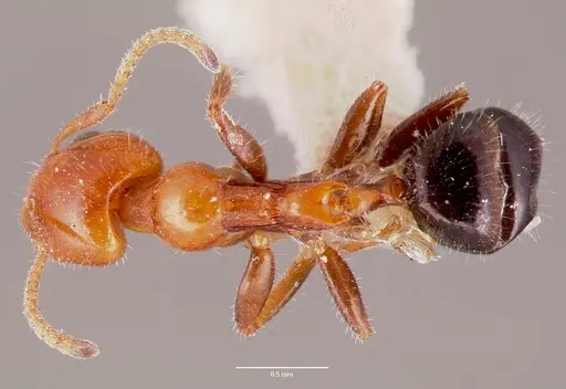 Froggattella kirbii specimen