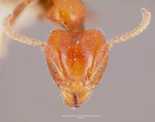 Froggattella kirbii specimen