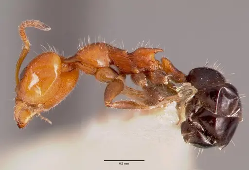 Froggattella kirbii specimen