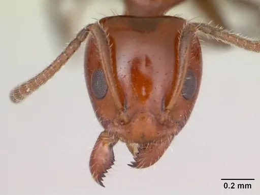 Froggattella kirbii - CASENT0009944