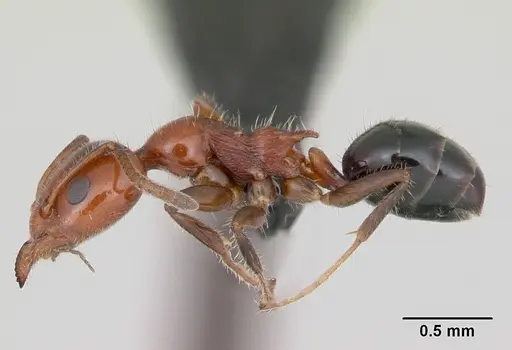 Froggattella kirbii - CASENT0009944