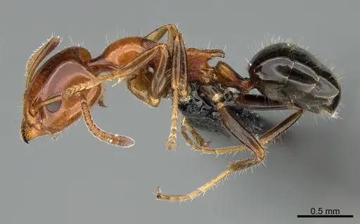 Froggattella kirbii - CASENT0009946