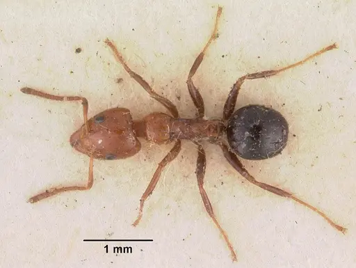 Froggattella kirbii - CASENT0102372