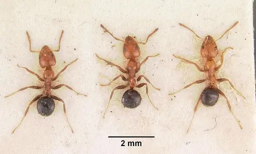 Froggattella kirbii - CASENT0102372