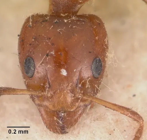 Froggattella kirbii - CASENT0102372