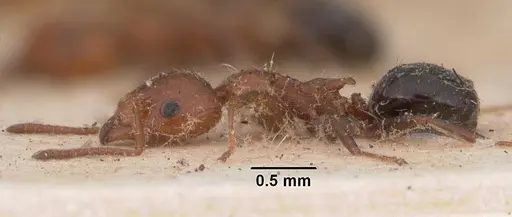 Froggattella kirbii - CASENT0102372