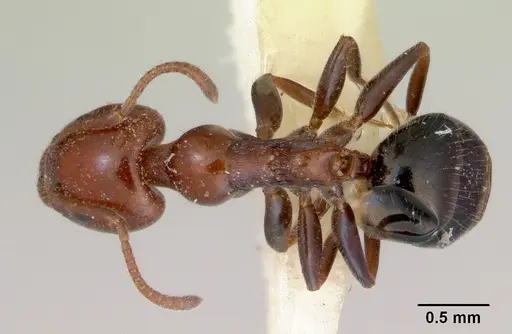 Froggattella kirbii - CASENT0172289