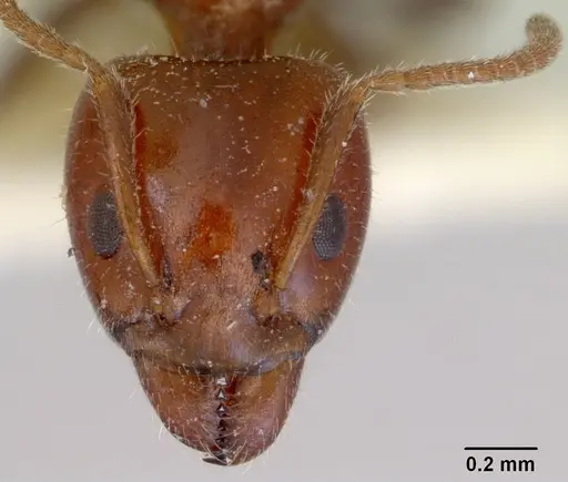 Froggattella kirbii - CASENT0172289