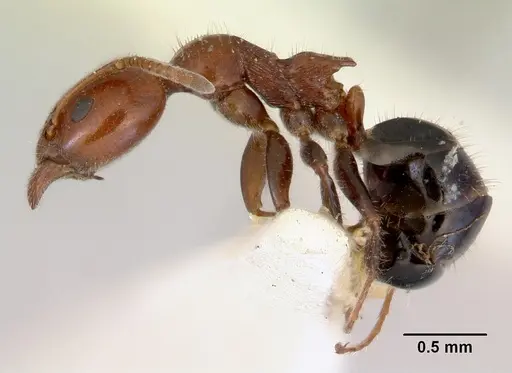 Froggattella kirbii - CASENT0172289