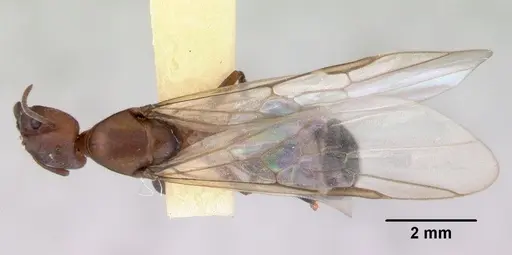 Froggattella kirbii - CASENT0172290