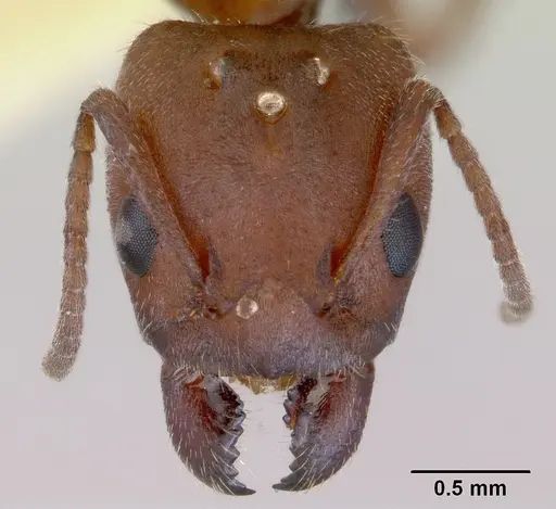 Froggattella kirbii - CASENT0172290