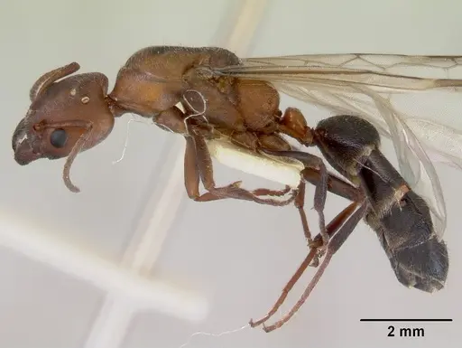 Froggattella kirbii - CASENT0172290