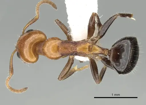 Froggattella kirbii - CASENT0249701