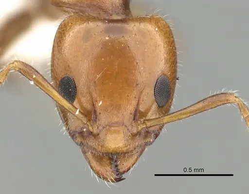 Froggattella kirbii - CASENT0249701