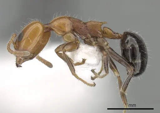 Froggattella kirbii - CASENT0249701