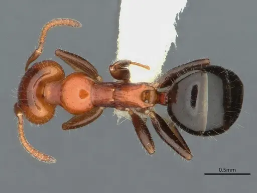 Froggattella kirbii - CASENT0886007