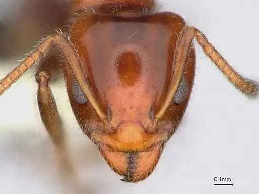 Froggattella kirbii - CASENT0886007