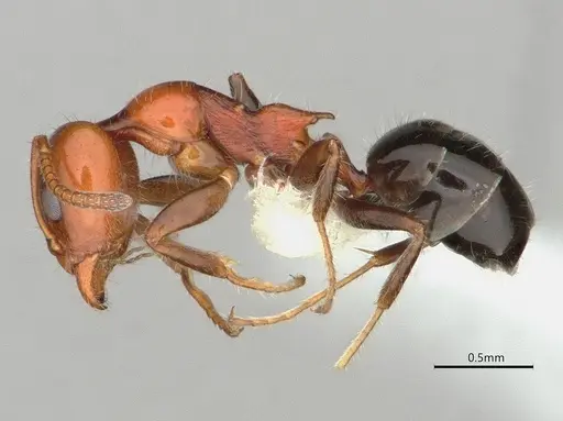 Froggattella kirbii - CASENT0886007