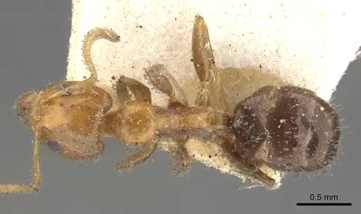 Froggattella kirbii - CASENT0902929